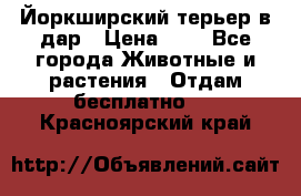 Йоркширский терьер в дар › Цена ­ 1 - Все города Животные и растения » Отдам бесплатно   . Красноярский край